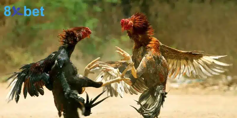 Đá gà cựa dao - Trải nghiệm các trận đấu kịch tính, hấp dẫn 3 bí quyết hiệu quả khi tham gia cá cược đá gà cựa dao