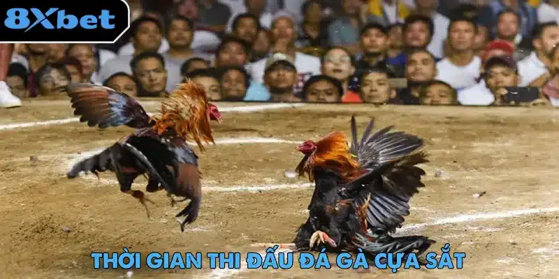 Đá Gà Cựa Sắt – Màn Giải Trí Gay Cấn Không Thể Bỏ Lỡ 3 Không có quy định về số hiệp hay thời lượng cho mỗi trận đấu đá gà cựa sắt